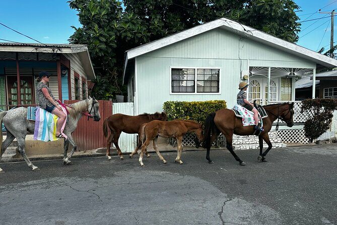 Gros Islet Village Horseback Riding run with Dore's riding Stable - Who Will Love This Tour?