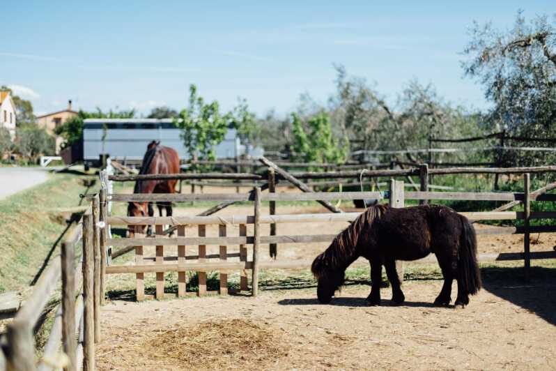 Grosseto: Visit the Family Farm With Tasting of Local Food - Meet the Animals: A Hands-On Experience