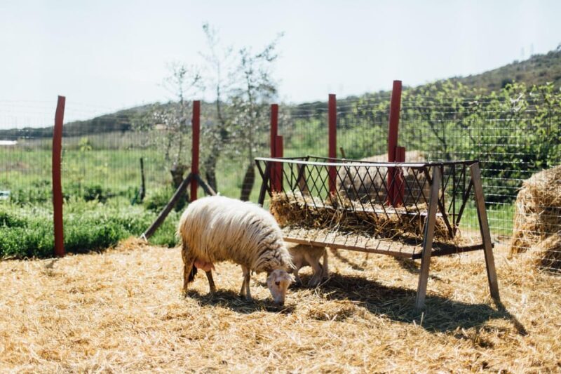 Grosseto: Visit the Family Farm With Tasting of Local Food - Fresh Farm Products: A Tasty Snack Awaits