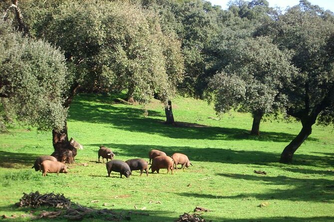 Grotto of Wonders and Ham Museum in Aracena - Discovering the Ham Museum