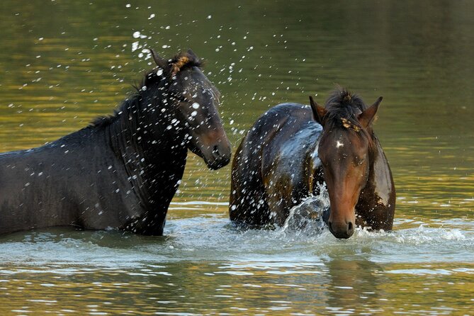 GROUP Guided Day Trip to the Danube Delta, Tulcea - Letea - Inclusions and Exclusions