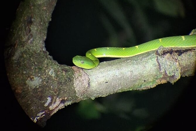 Group Guided Night Walking Tour in Monteverde - Key Points