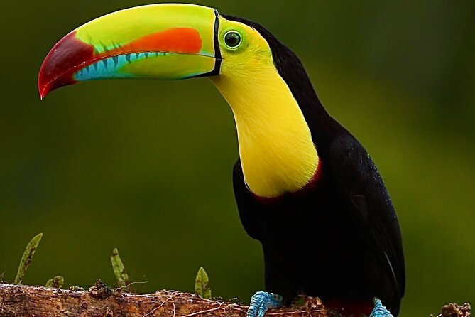 Group Guided Night Walking Tour in Monteverde - Wildlife Sightings and Experiences