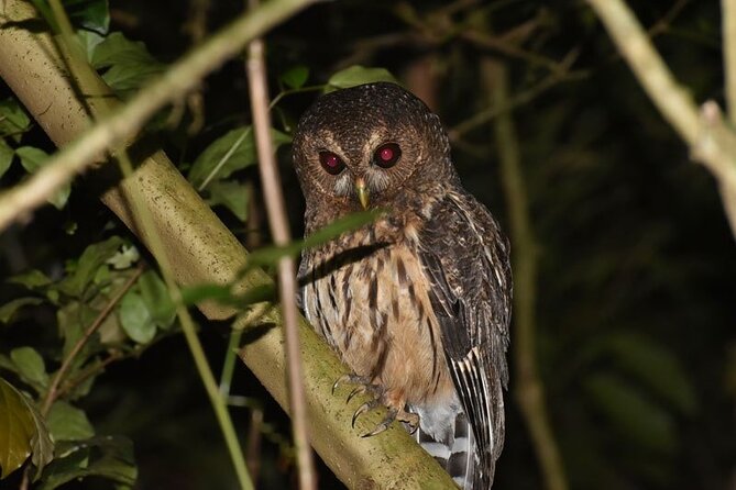 Group Guided Night Walking Tour in Monteverde - Booking and Cancellation Policies
