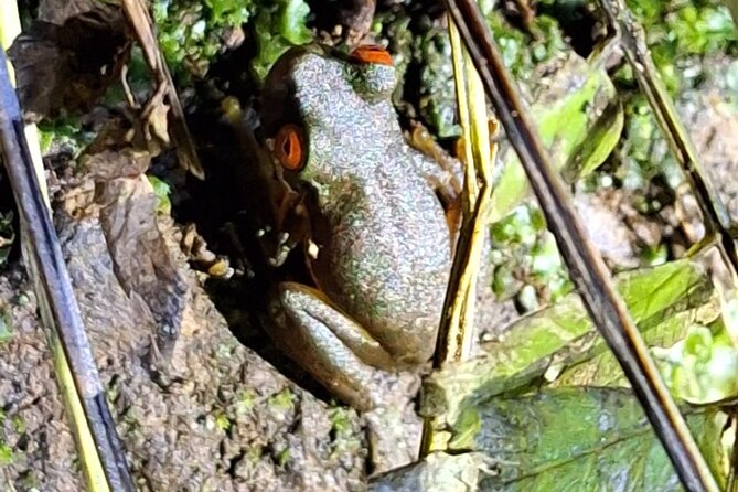 Group Guided Night Walking Tour in Monteverde - Unique Night-time Adventures