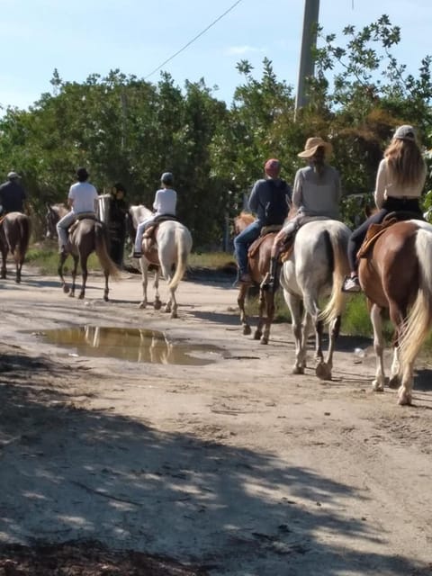 Group Horseback Ride on Holbox Island, Quintana Roo - Pricing and Reservations