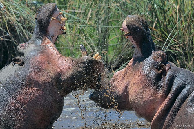Group Safari 7 Days in Tanzanias Main Parks - Transportation and Accommodations