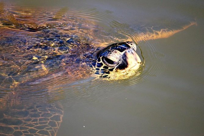 Group Stand Up Paddle Lesson and Tour - Experience Levels Accommodated