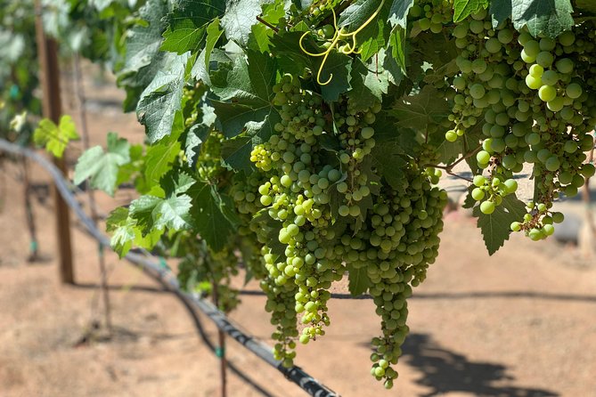 Group Tour - Winery Visits and Tastings