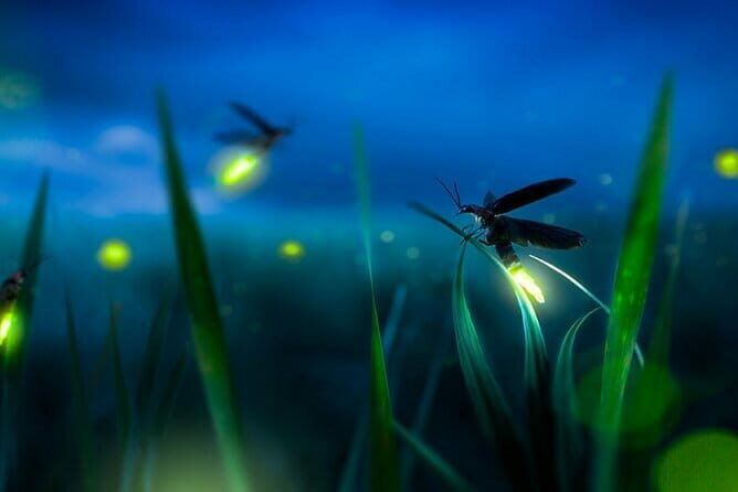 Group Tour: Kuala Selangor Firefly Blinking's including Dinner - An Honest Look at the Tour Experience
