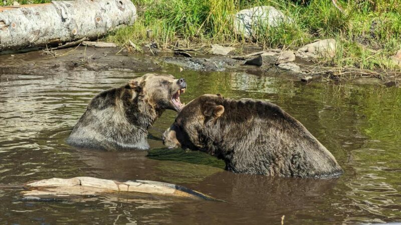 Grouse Mnt+StanleyPark+Hatchery+Cleveland Dam+LynnCanyonTOUR - An In-Depth Look at the Tour Itinerary and Experience