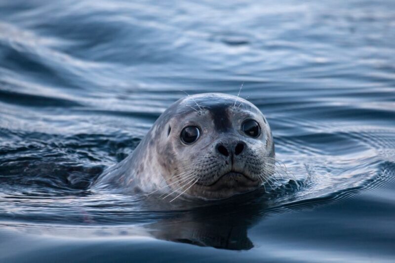 Grundarfjörður: Classic Mt. Kirkjufell Kayaking Adventure - Wildlife and Scenic Highlights
