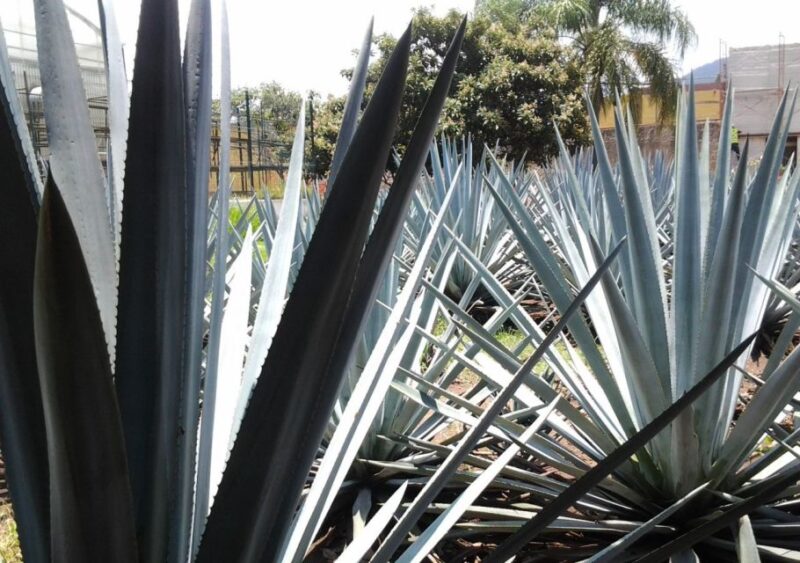 Guadalajara: Horse Riding on the Tequila Route With Tastings - Customer Reviews Summary