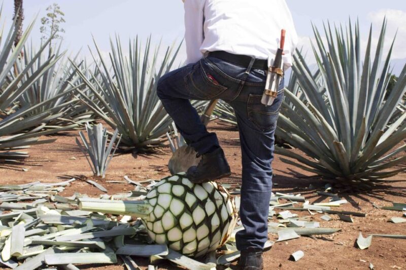 Guadalajara: Tequila Day Trip With Jose Cuervo Option - Itinerary and Activities