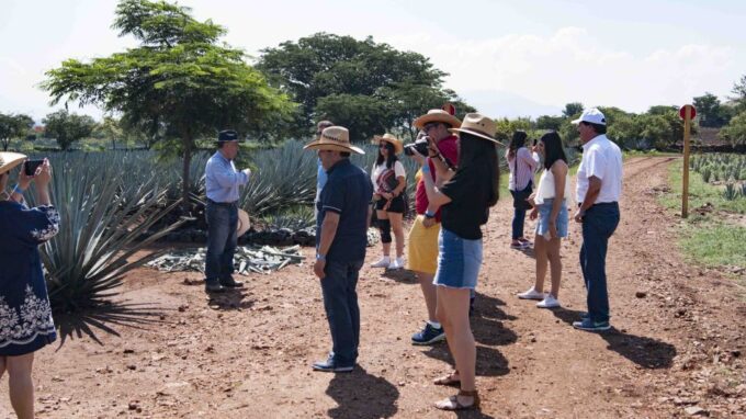 Guadalajara: Tequila Day Trip With Jose Cuervo Option - Customer Reviews and Ratings