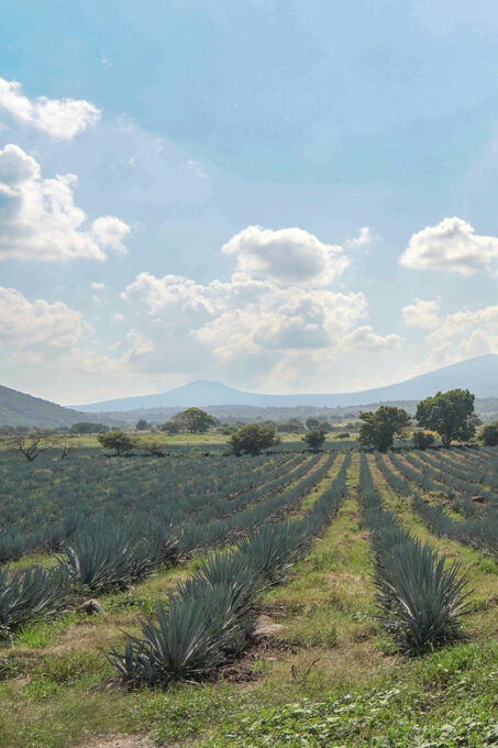 Guadalajara: Tequila Premium Tour With Tastings and Pairings - El Pedregal Hacienda Tasting