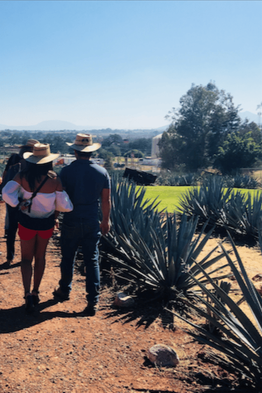 Guadalajara: Tequila Tour From Field to Glass - Key Points