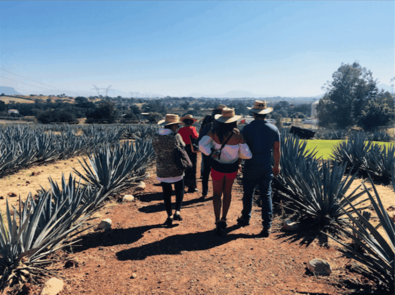 Guadalajara: Tequila Tour From Field to Glass - Experience Highlights