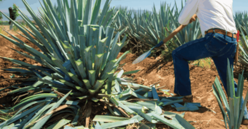 Guadalajara: Tequila Tour From Field to Glass - Distillery Insights
