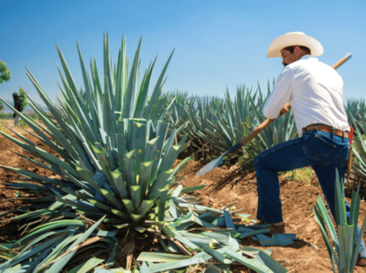 Guadalajara: Tequila Tour From Field to Glass - Tour Logistics