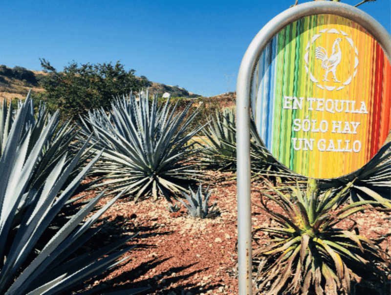 Guadalajara: Tequila Tour From Field to Glass - Tasting Tequila Varieties