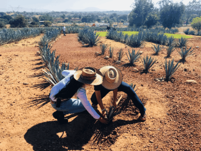 Guadalajara: Tequila Tour From Field to Glass - Frequently Asked Questions