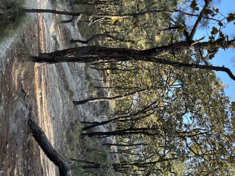 Guadalajara: The Primavera Forest 25-km Mountain Biking Tour - Key Points