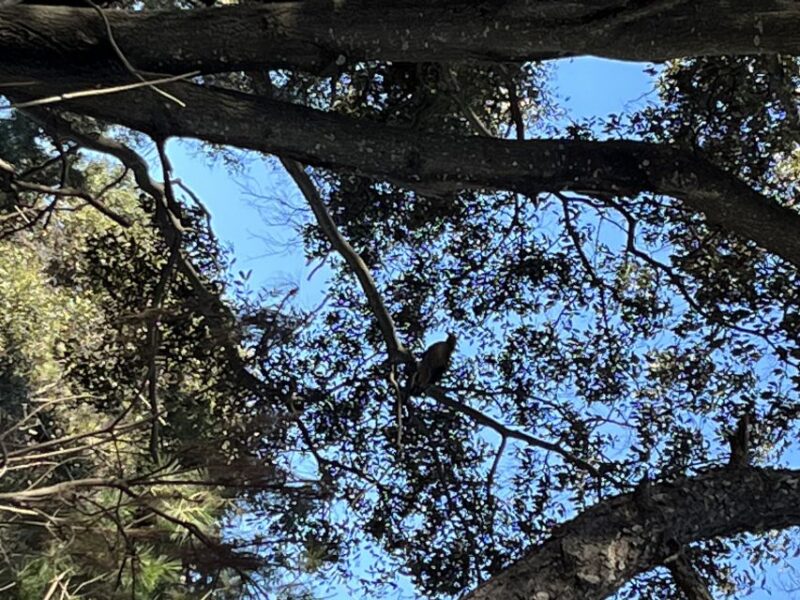 Guadalajara: The Primavera Forest 25-km Mountain Biking Tour - Inclusions and Amenities