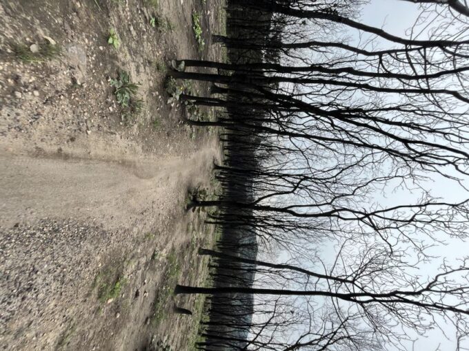 Guadalajara: The Primavera Forest 25-km Mountain Biking Tour - Pickup and Return
