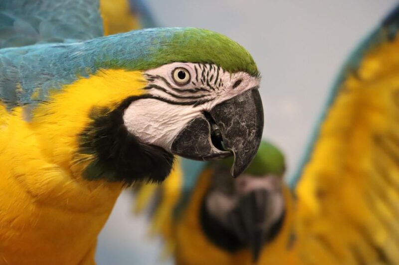 Guadalajara: Ticket to Michin Aquarium - Visitor Information