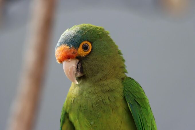Guadalajara: Ticket to Michin Aquarium - Getting There
