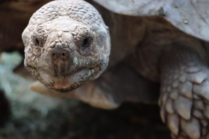 Guadalajara: Ticket to Michin Aquarium - What to Expect