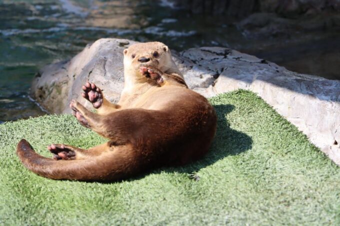Guadalajara: Ticket to Michin Aquarium - Customer Reviews
