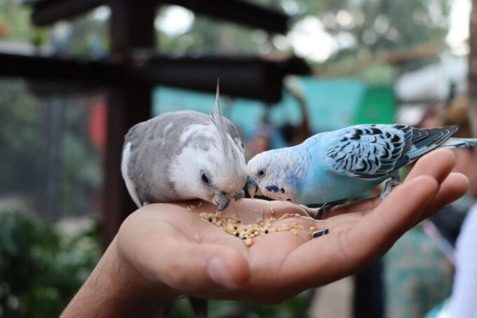 Guadalajara: Ticket to Michin Aquarium - Frequently Asked Questions