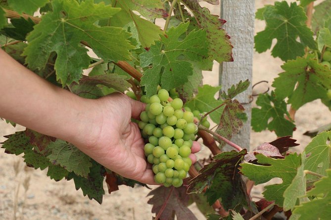 Guadalupe Valley Wine Route Tour in Baja California - Meeting Points and Pickup