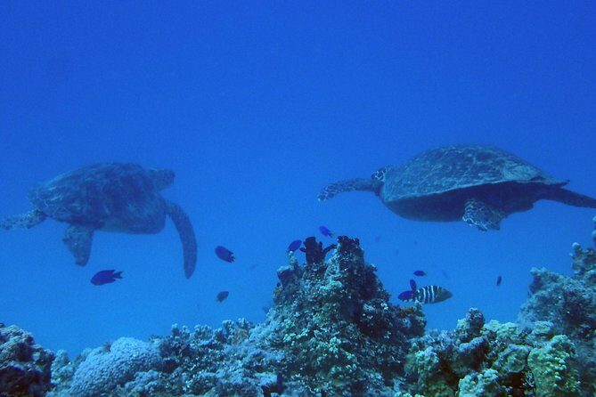 Guam's Best Beach Diving! Beginner and Advanced Dives - Introduction: Why This Tour Stands Out