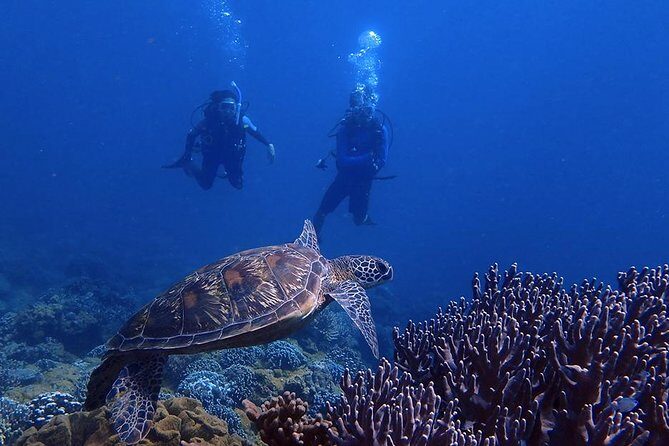 Guam's Best Beach Diving! Beginner and Advanced Dives - The Experience in Action: Why It’s Worth It