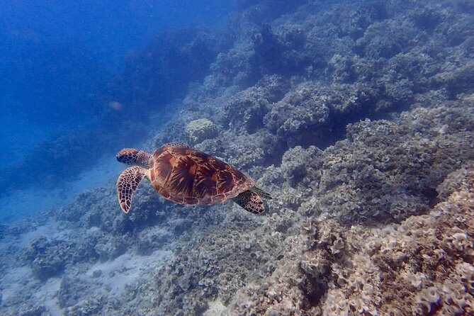 Guam's Best Beach Diving! Beginner and Advanced Dives - Practical Details: What You Need to Know
