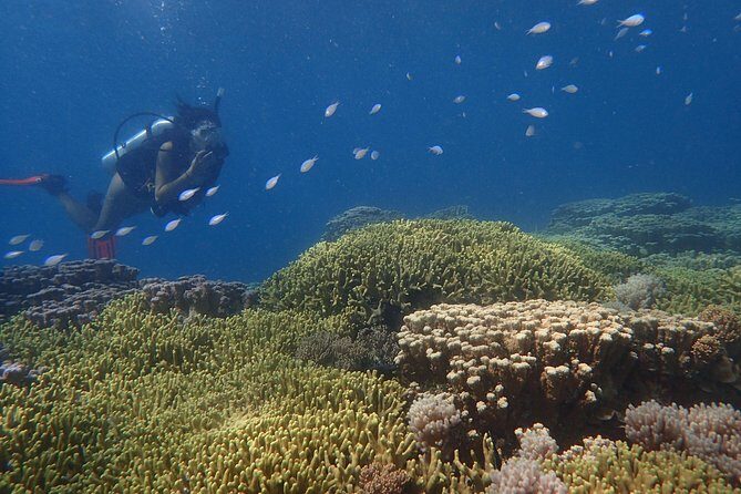 Guam's Best Beach Diving! Beginner and Advanced Dives - Who Will Love This Experience?