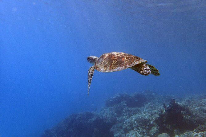 Guam's Best Beach Diving! Beginner and Advanced Dives - The Sum Up: Why It’s a Solid Choice