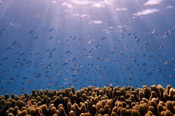 Guam's Private 5 Star Guided Snorkeling Tour! - The Sum Up: Is This Tour Right for You?