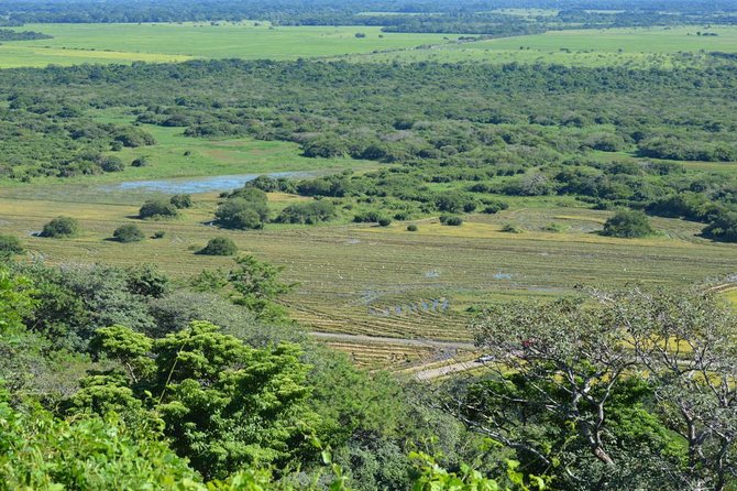 Guanacaste Forest Zipline (Tamarindo, Playa Grande, Flamingo, Potrero) - Stunning Forest Scenery