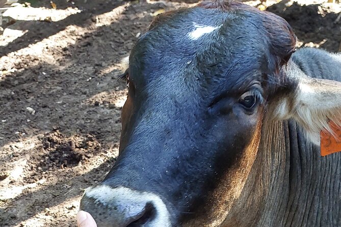 Guanacaste Sightseeing and Tree Planting at a Local Farm - Cultural Engagement Opportunities
