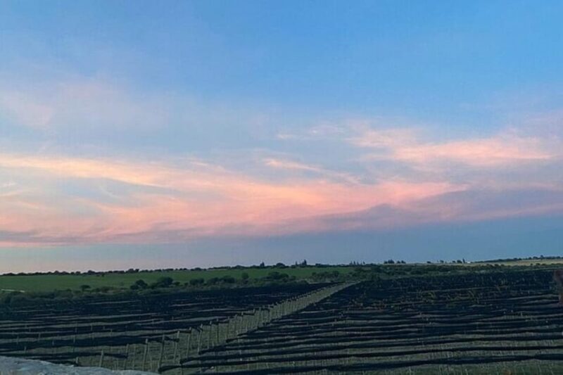 Guanajuato: Private Wine Route Tour With Tastings - Tour Highlights