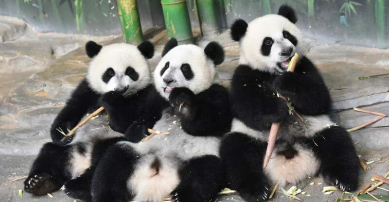 Guangzhou Chimelong: Safari Park/ParadiseOptional Day Tour - Practical Tips for a Smooth Visit