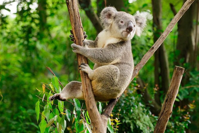 Guangzhou Chimelong Safari Park Private Guided Tour - Tour Participation Details