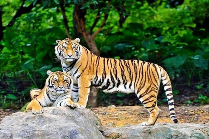 Guangzhou Chimelong Safari Park Private Guided Tour - Location Highlights