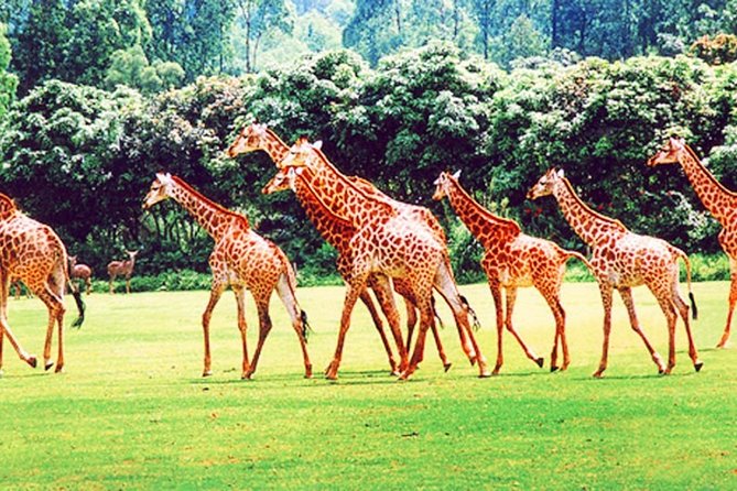 Guangzhou Chimelong Safari Park Private Guided Tour - Inclusions