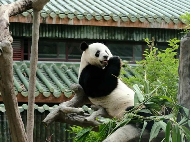 Guangzhou: Guangzhou Zoo Official Entry Ticket with Pandas - The Sum Up