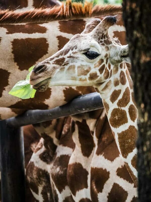 Guangzhou: Guangzhou Zoo Official Entry Ticket with Pandas - FAQ